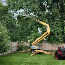 How Our Tree Care Process Works  in Dayton, WA